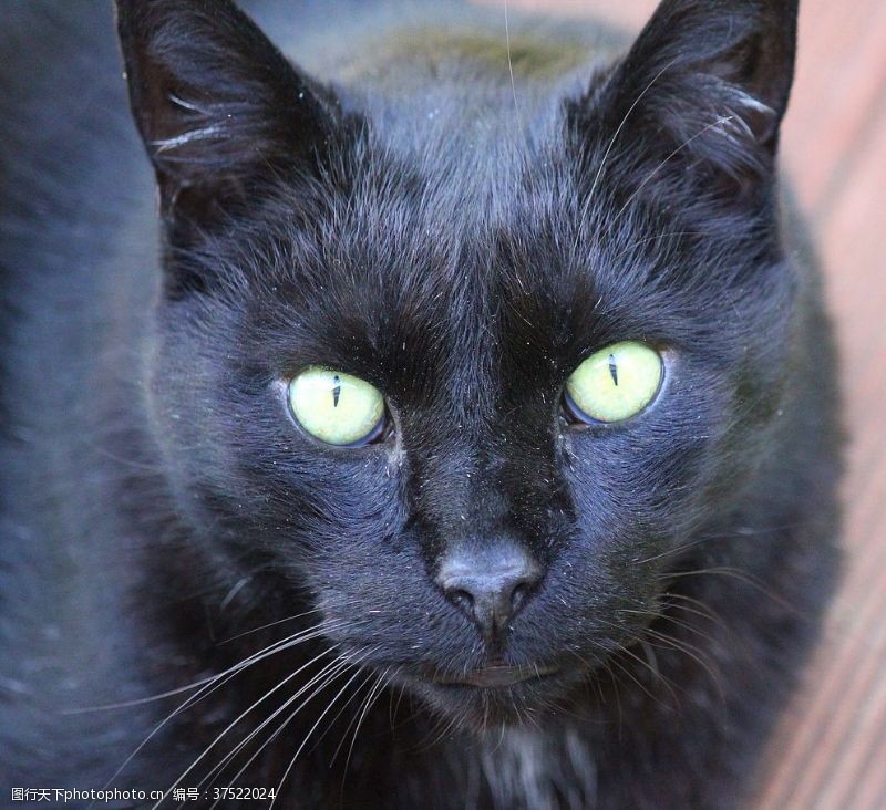 新加坡猫黑猫宠物猫