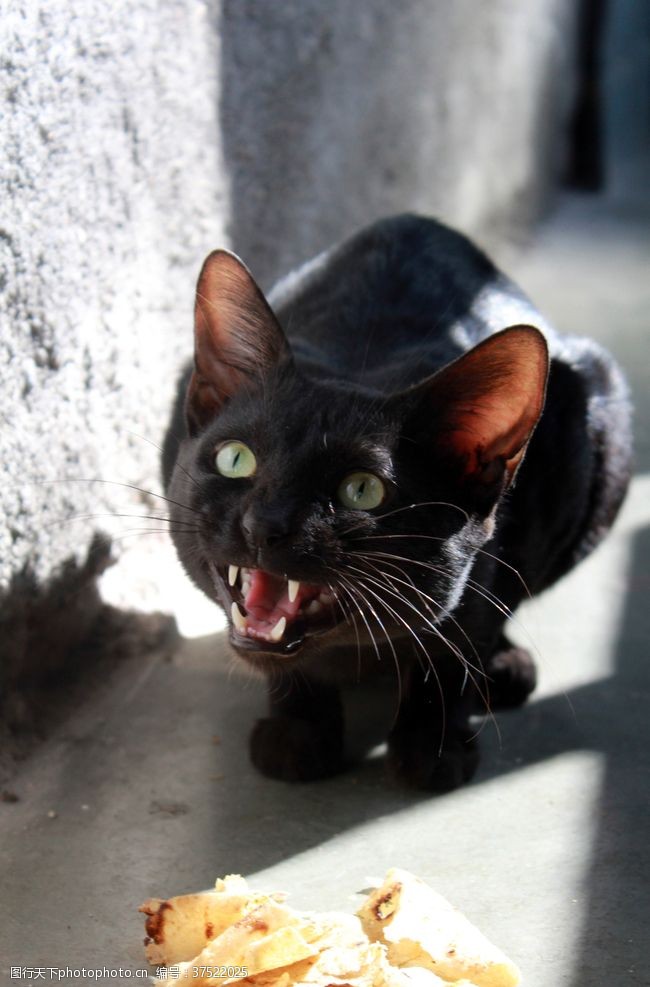 日本短尾猫黑猫宠物猫