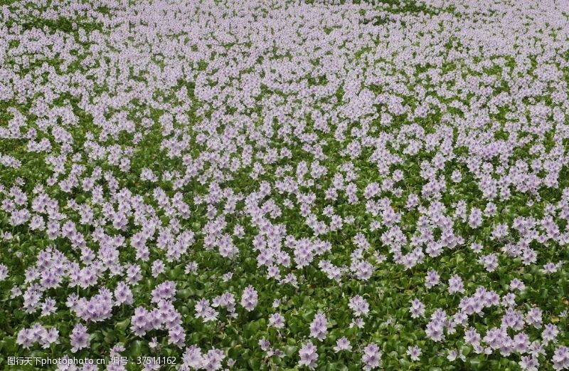 水草花图片免费下载 水草花素材 水草花模板 图行天下素材网