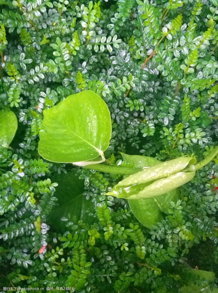 嫩绿背景雨后清新植物绿叶自然景观摄影