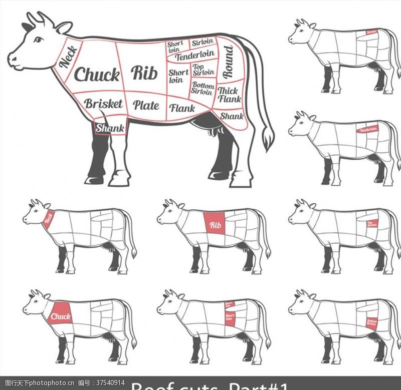分割部位家禽解剖分割结构图矢量牛肉