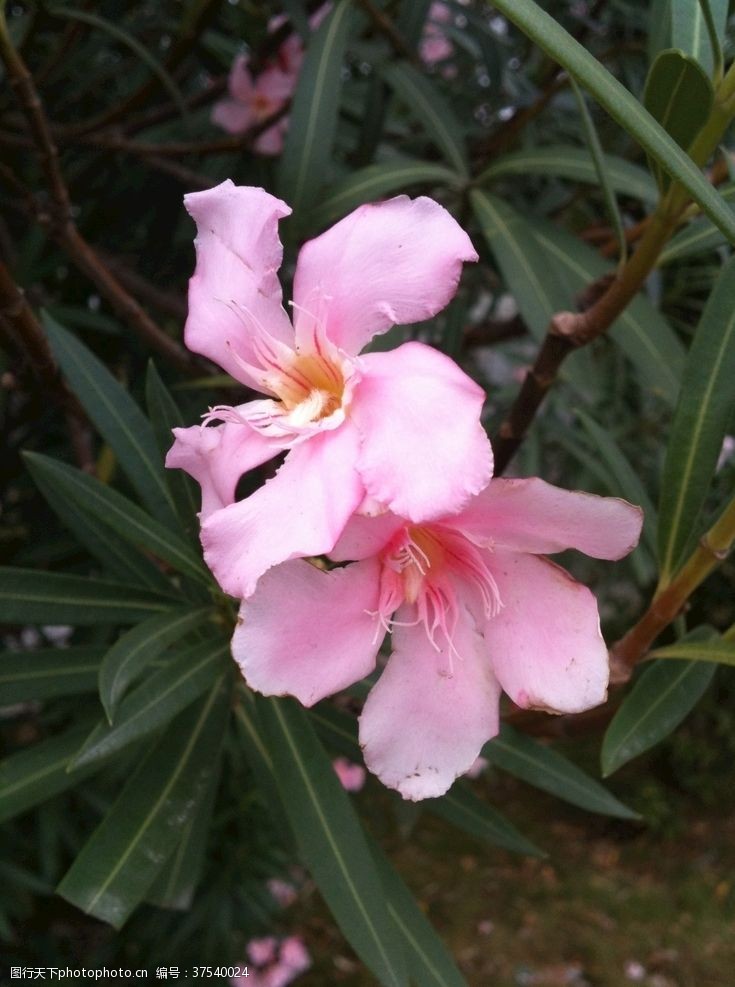 粉色花朵夹竹桃