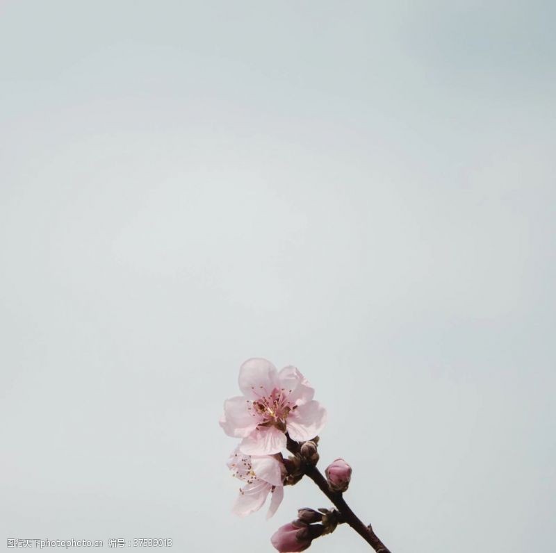 粉色花朵桃花枝
