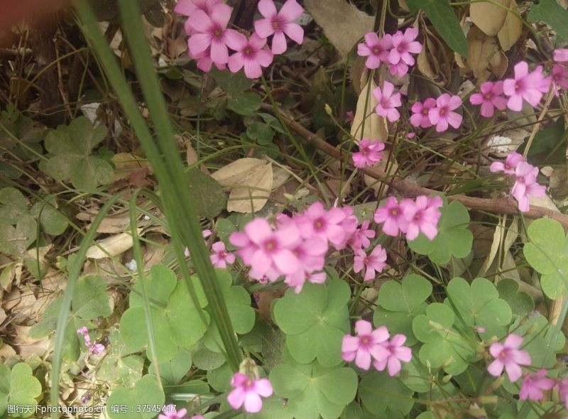 粉色花朵野花
