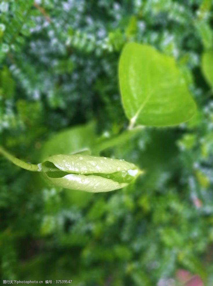 嫩绿背景雨后嫩叶植物绿叶自然景观摄影