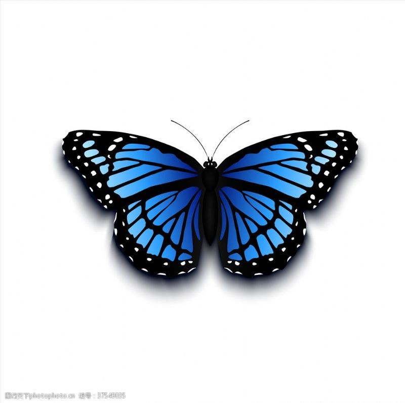 黑色的剪影蝴蝶