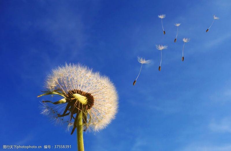 英朗蒲公英天空背景