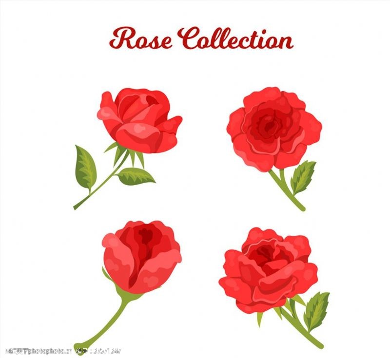 玫瑰精油美丽红色玫瑰花矢量素材