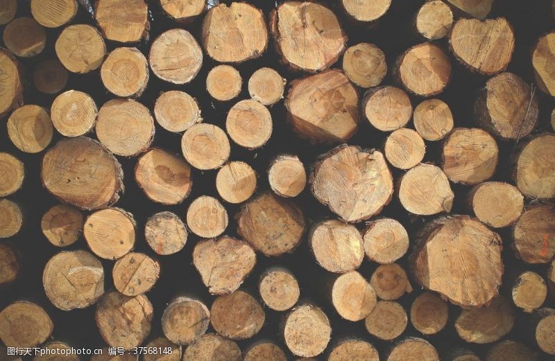 木柴木材树木截面树皮