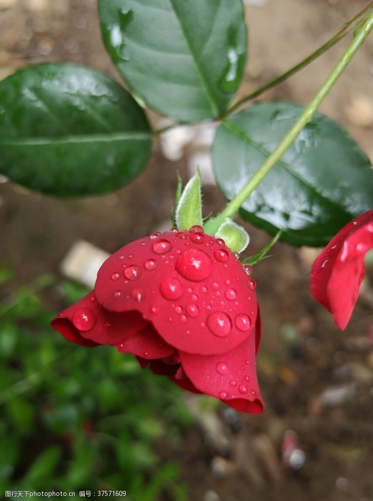 漂亮花束红色玫瑰水珠月季