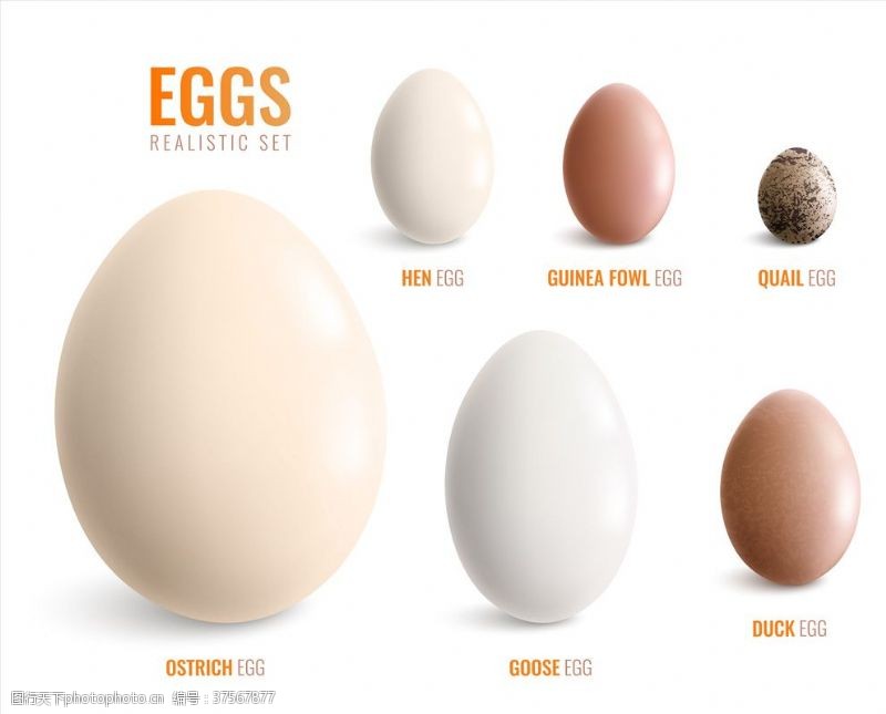 一个鸡蛋鸡蛋