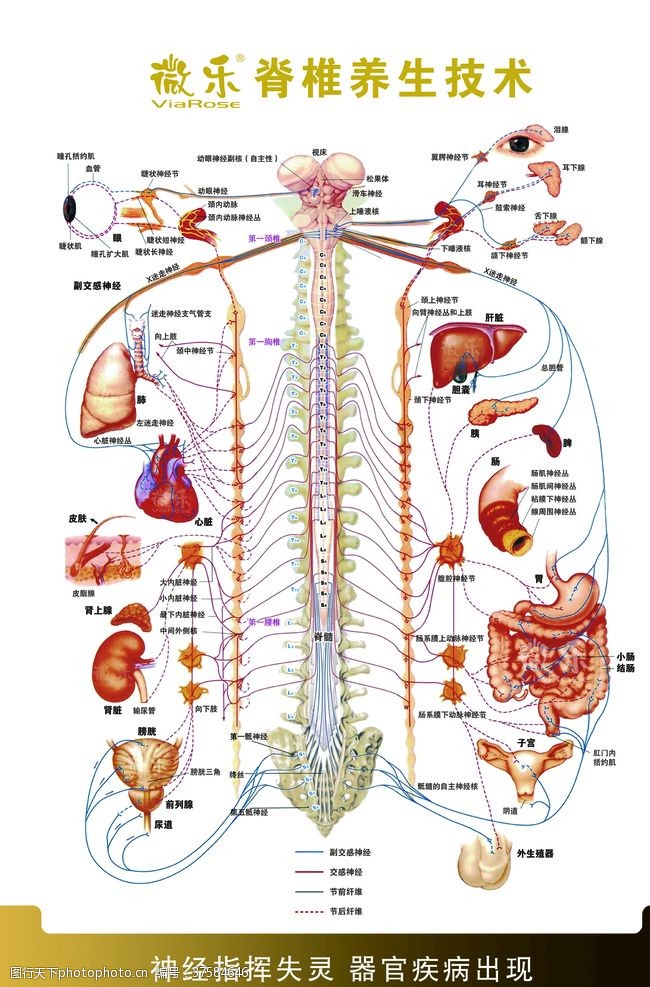 器官脊柱养生技术