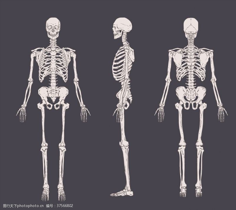 肢体人体骨骼