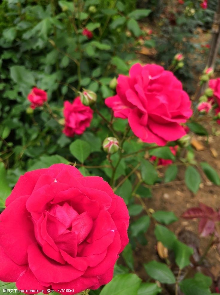 玫瑰花苞红色月季花花园植株