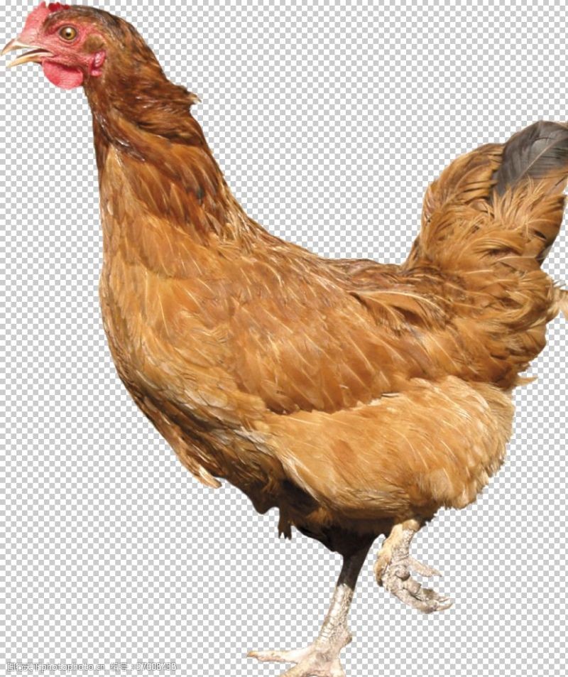 绿色鸡蛋广告鸡鸡舍动物公鸡母鸡野
