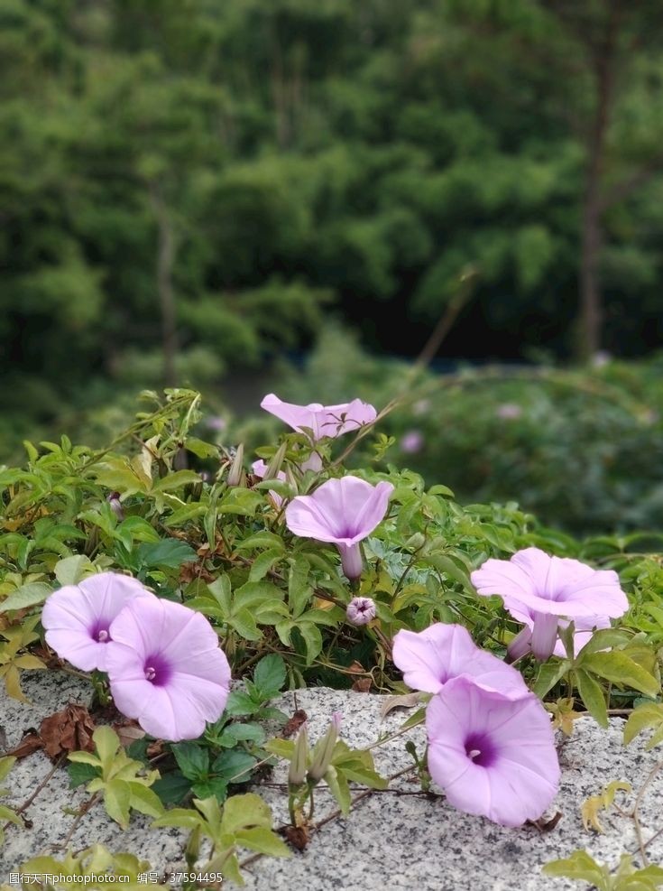 牵牛花山边的喇叭花