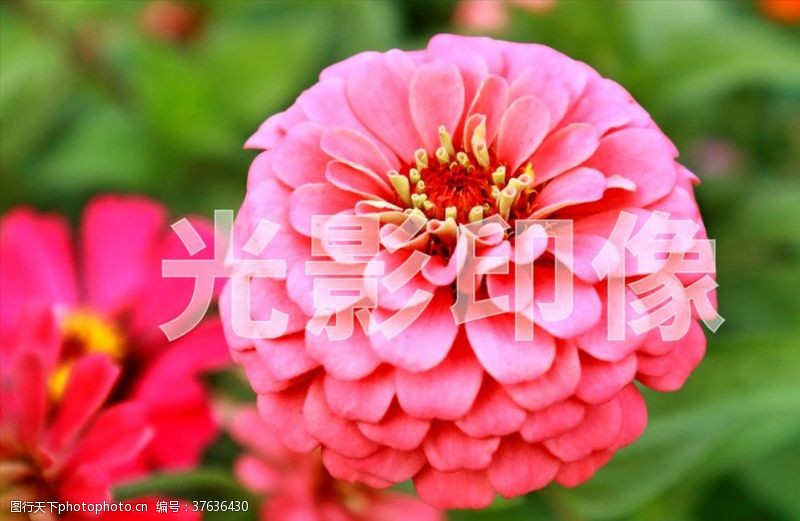 一团花百日菊