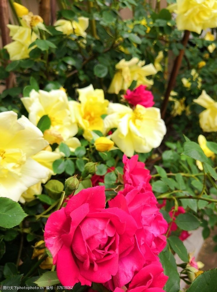 玫瑰花苞红色黄色花园月季花朵