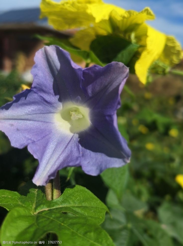 户外黄色紫色牵牛花花朵植株