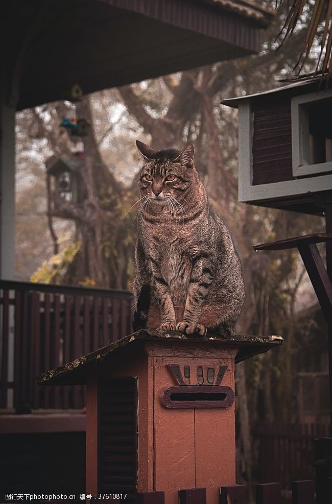 羽毛猫