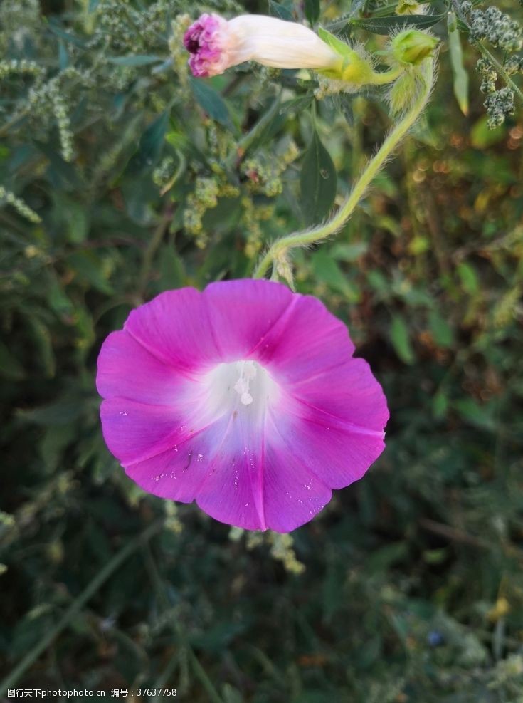 粉色紫色牵牛花喇叭花花朵花苞