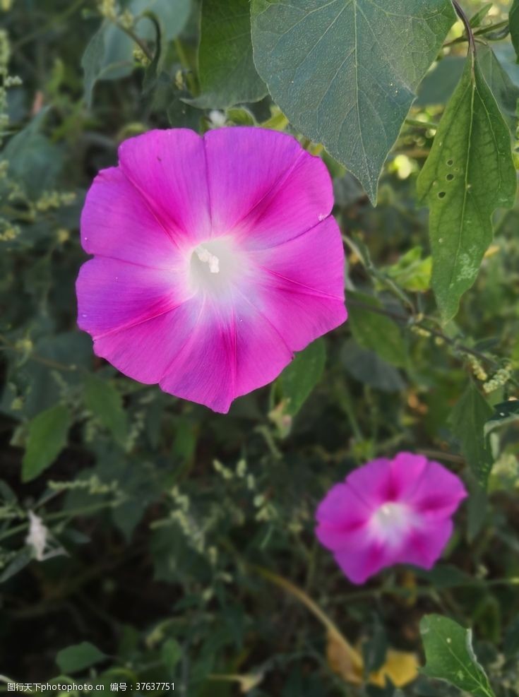 绿叶红花粉色紫色喇叭花牵牛花