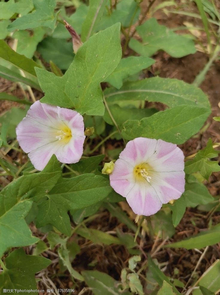 小小牵牛花