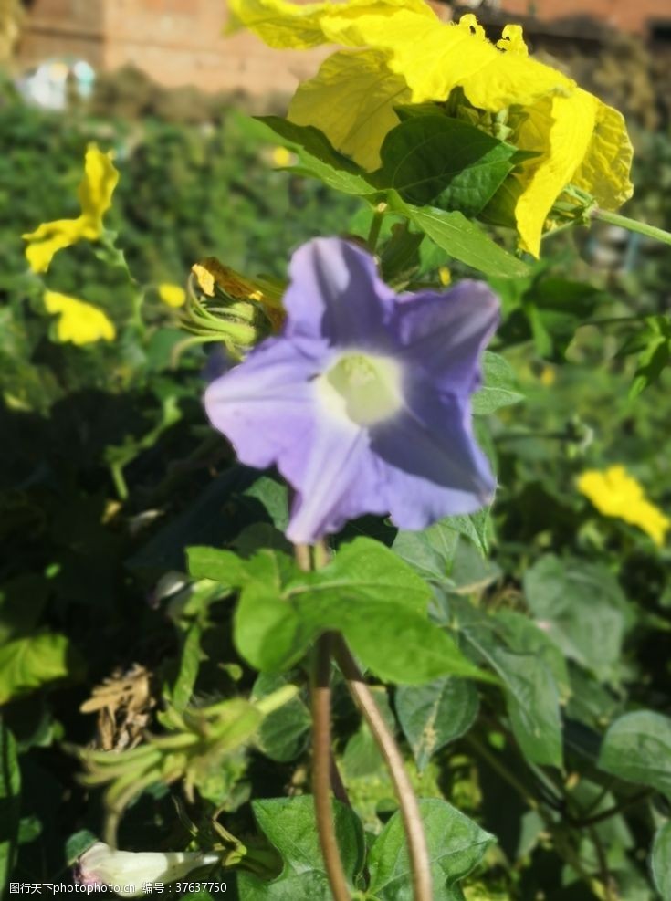 紫色喇叭花牵牛花绿叶植株