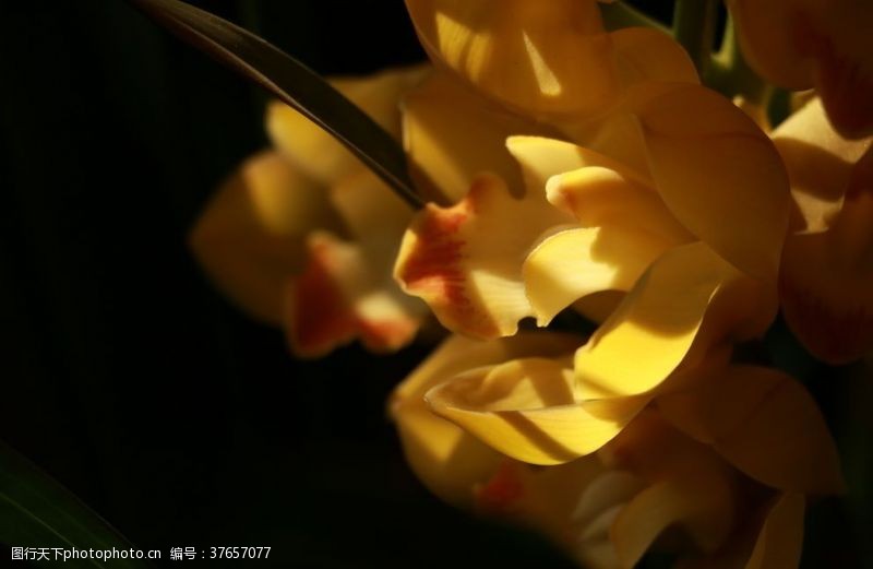 黄色花心兰花