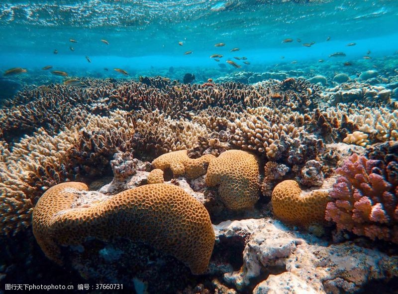 海底珊瑚两天土