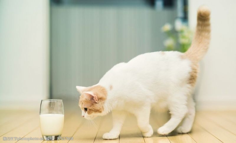 好奇猫猫与牛奶