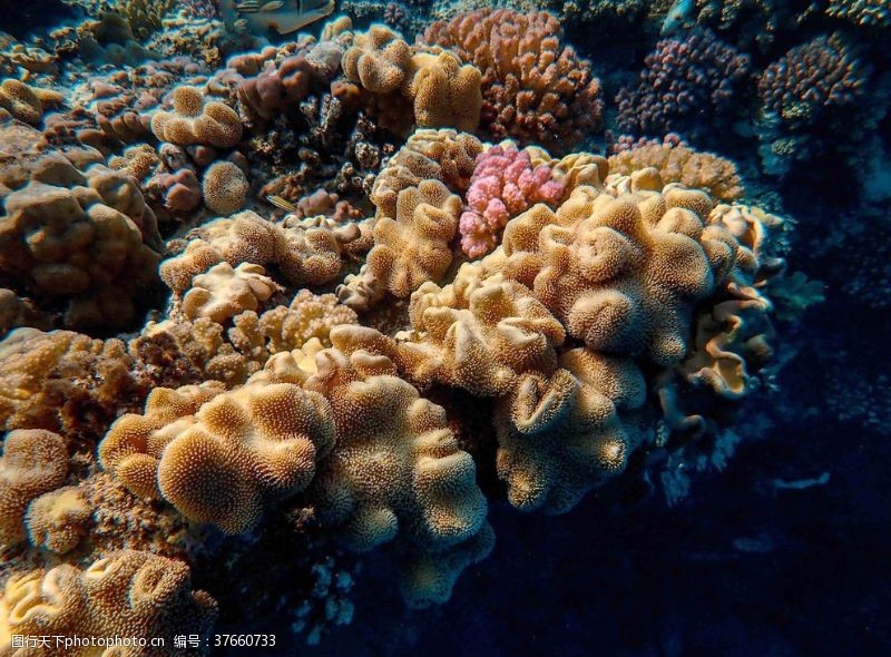 海底珊瑚珊瑚
