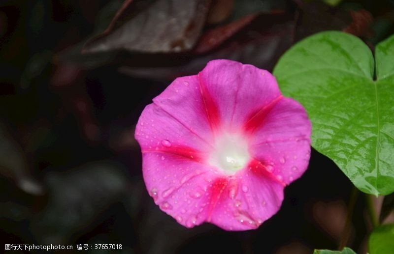 牵牛花圆叶牵牛