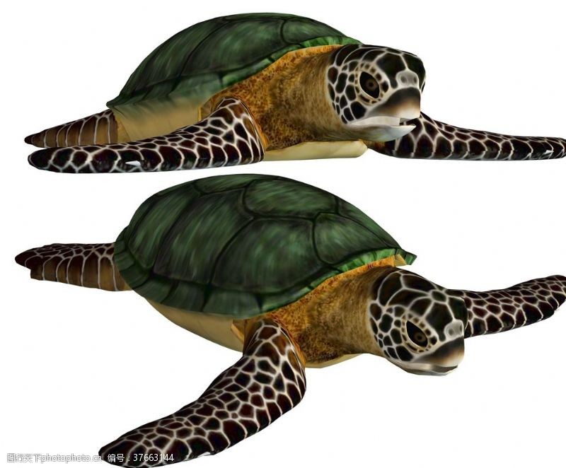 小龟王海龟