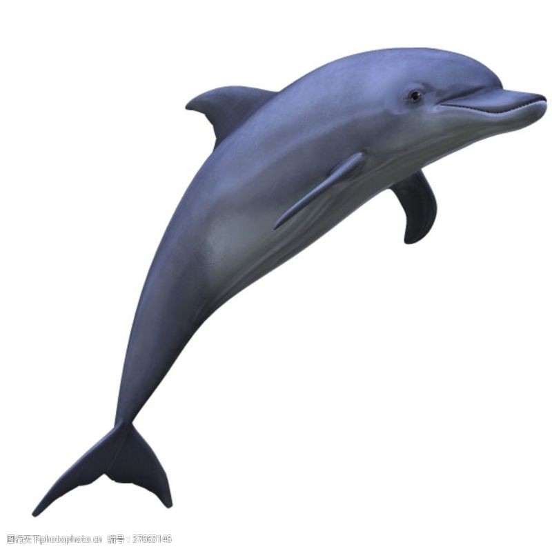 海豚水母海豚