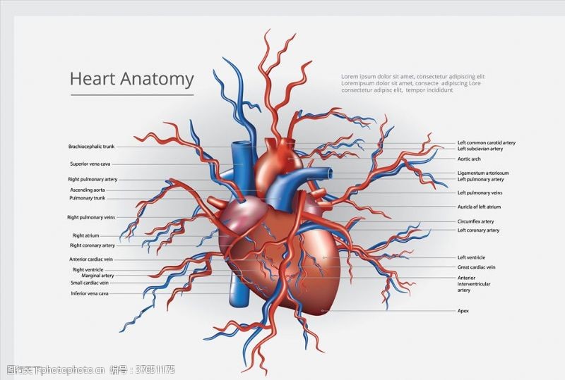 肝脏动画心脏模型图