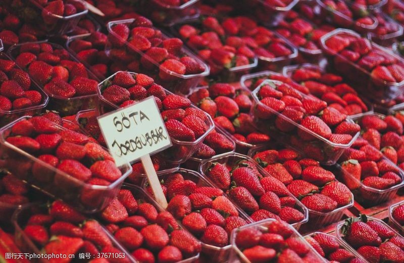 种植草莓浆果莓果蓝莓