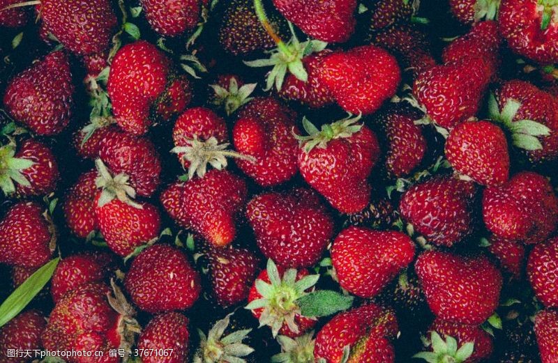 绿色有机水果标签草莓浆果莓果蓝莓