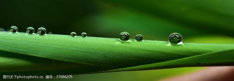 海鲜素材植物水珠