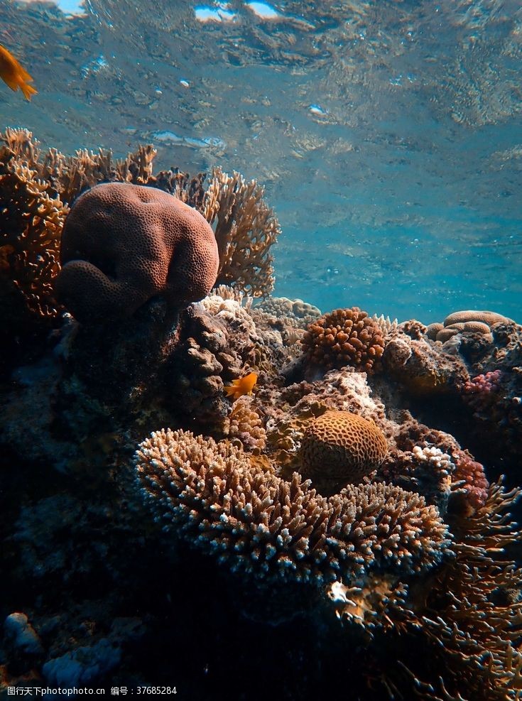 海底珊瑚海底