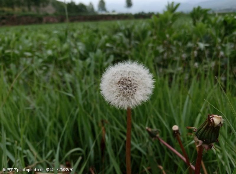 种植蒲公英的种子