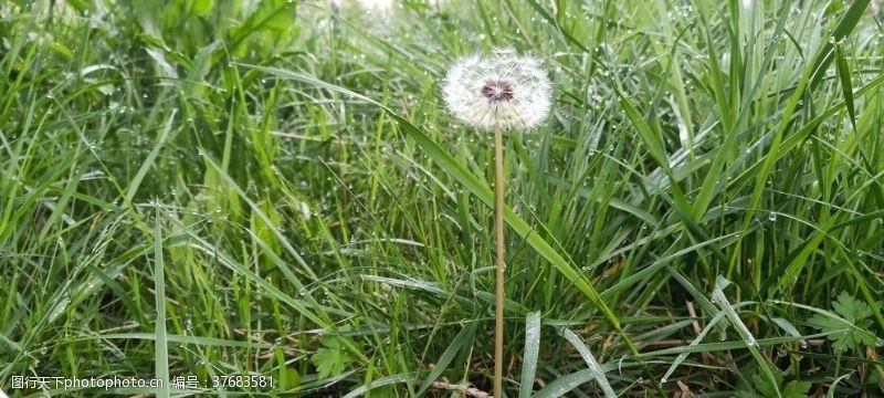 种植蒲公英的种子