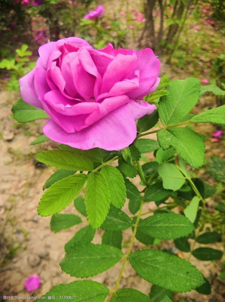 浪漫绽放粉色玫瑰