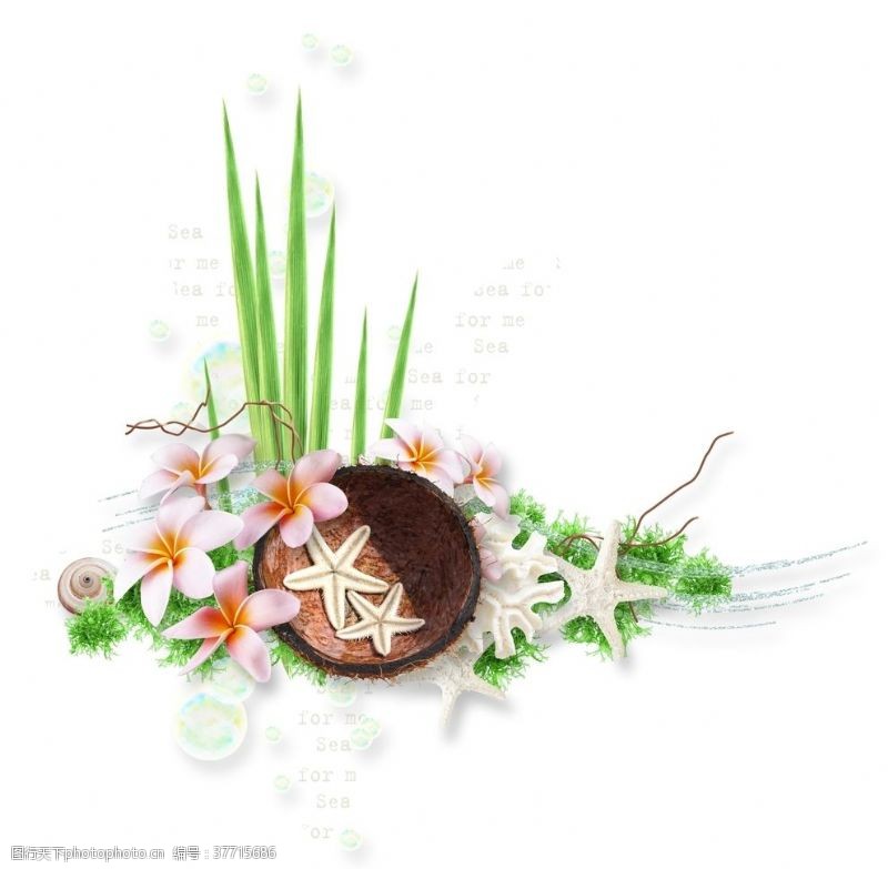 海星花朵五角星椰子壳