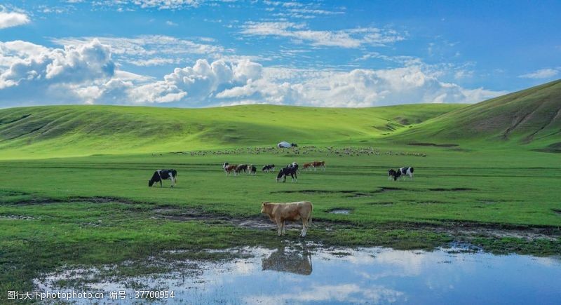 九日游呼伦贝尔草原河边的牛群
