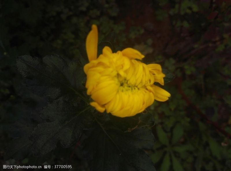 黑色背景金黄色菊花花朵花苞