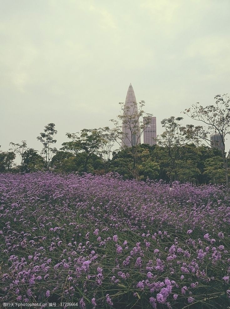 深圳背景图深圳湾公园