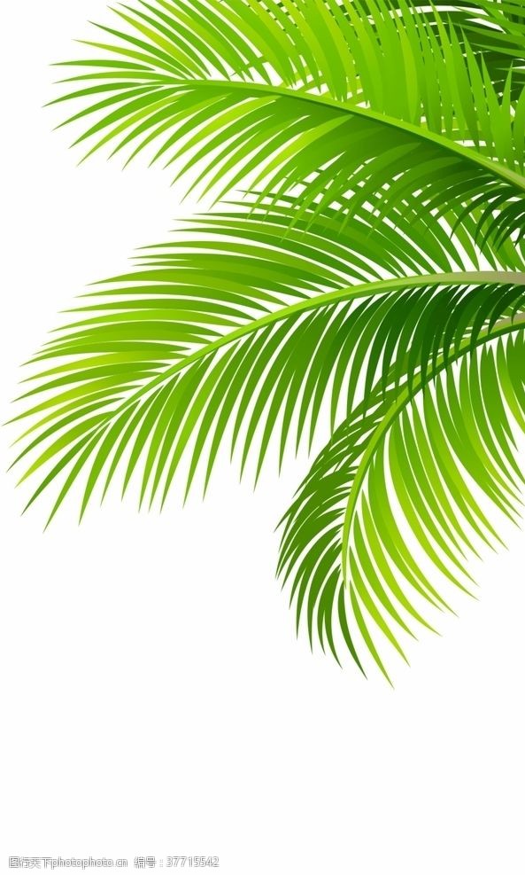 椰叶图片免费下载 椰叶素材 椰叶模板 图行天下素材网