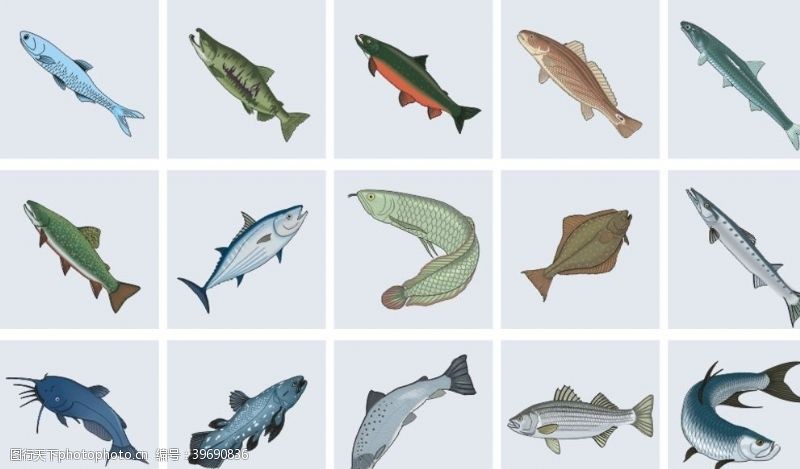 鲅鱼海鱼总汇带鱼活鱼鱼类图片