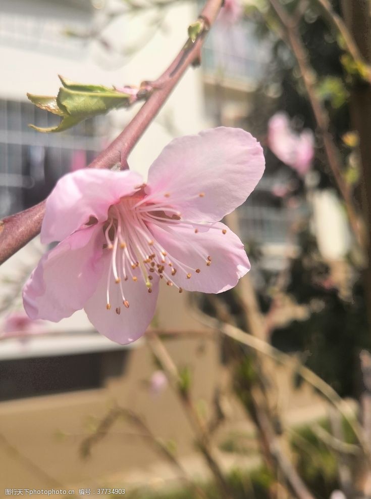 树新风春天粉色桃花花朵